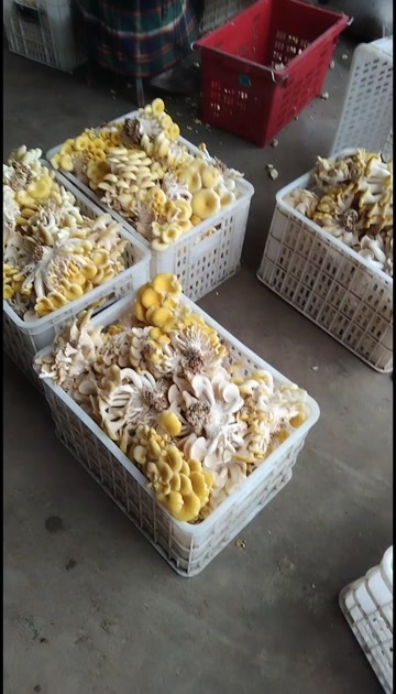 2O25年鸡油菌榆黄菇黄金菇大量有货