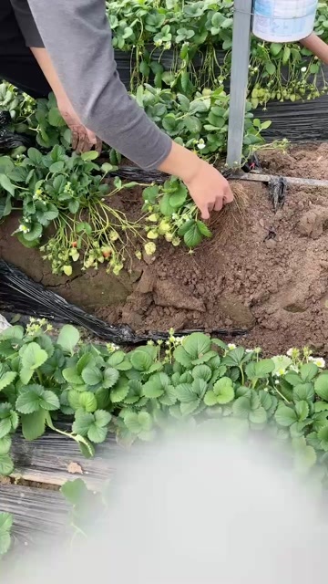 商丘奶油草莓苗带花带果，寻找电商合作