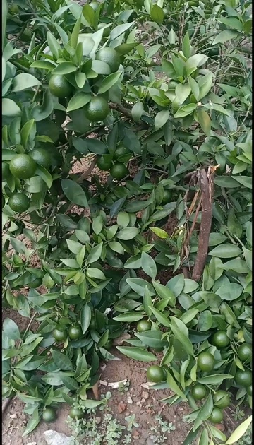 长沙县湖南柑橘