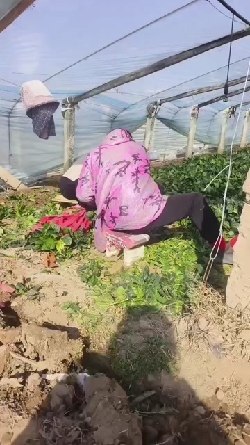 乾县菠菜