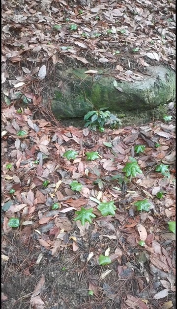 苍溪县八角莲