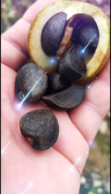 惠水县软枝油茶