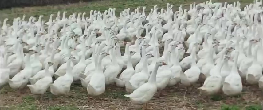 高安市三花鹅