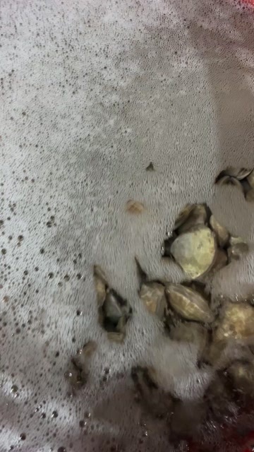 日照黄蚬子