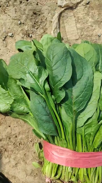 曲周县小叶菠菜