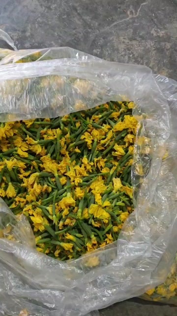 菏泽精品黄瓜花