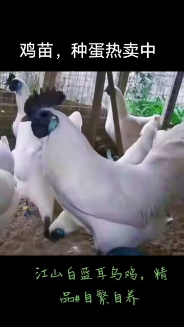 射阳县乌骨鸡