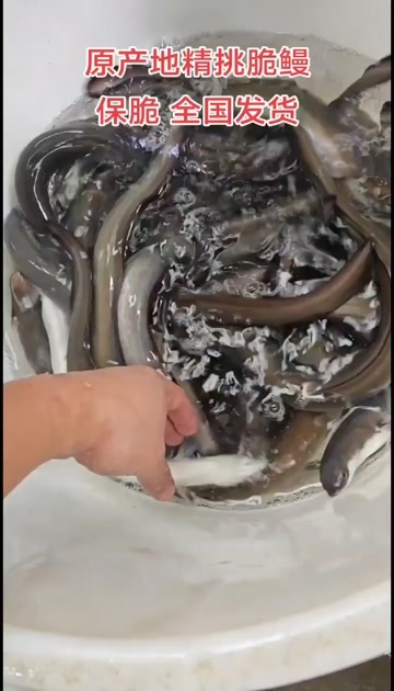 佛山脆鳗之乡 精挑老脆鳗
