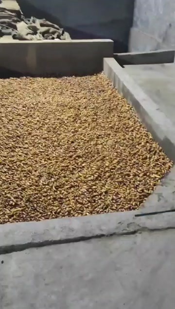 犍为县四川小姜黄川郁金高山种植地道药材土坑烘干无硫高品质含量高