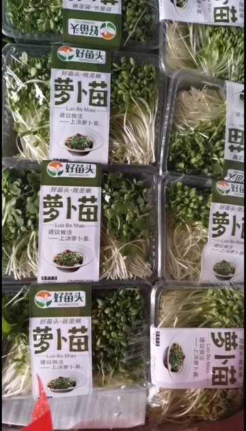 开平市萝卜苗