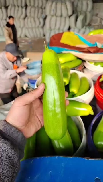 聊城西葫芦大量上市中，另有甘蓝，白菜，西红柿等各种蔬菜代收代发，