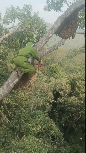 出售云南野生大排蜂蜂蜜，可以来现场拍视频  拍照片。