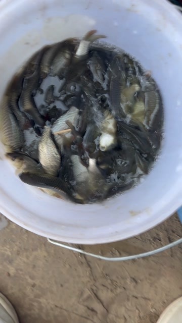 德州鲤鱼苗