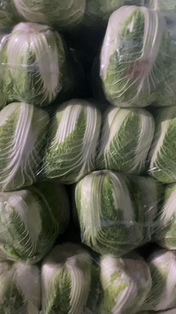 济南湖北精品白菜