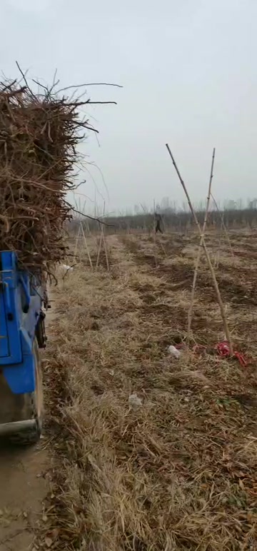 冬枣树苗