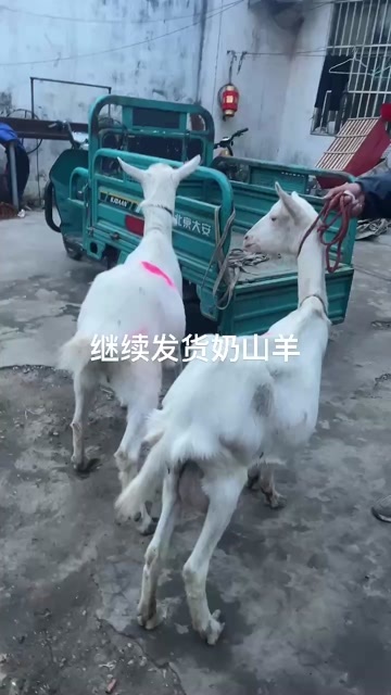 夏邑县养殖场直销萨能奶山羊