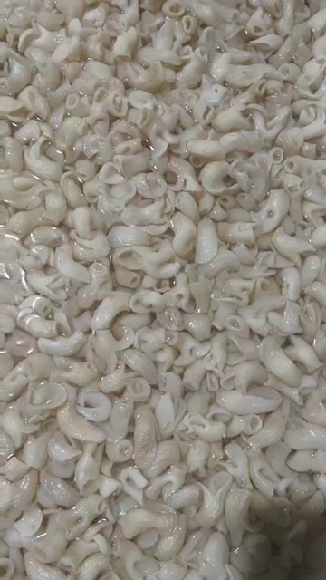 鱼肚