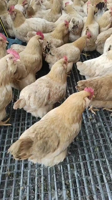 150天老水胡须鸡，货源充足，量大价优