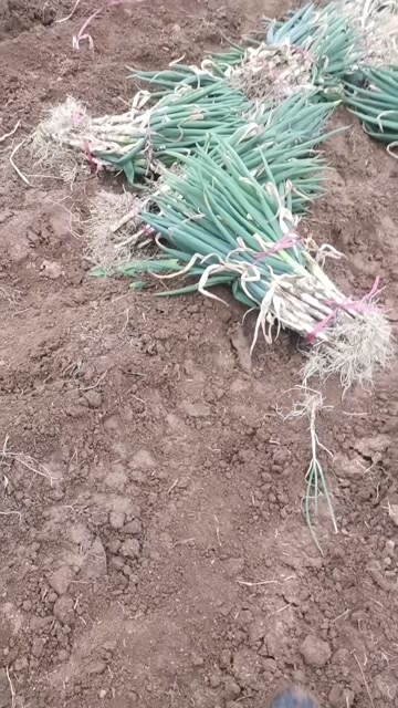 太康县钢葱