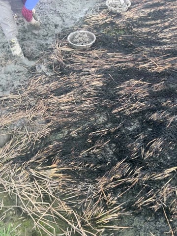 无为市无为新鲜干货马蹄果实饱满脆甜可口，二级干货，电商专用