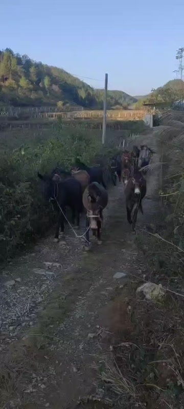 二次转运骡马队  出售