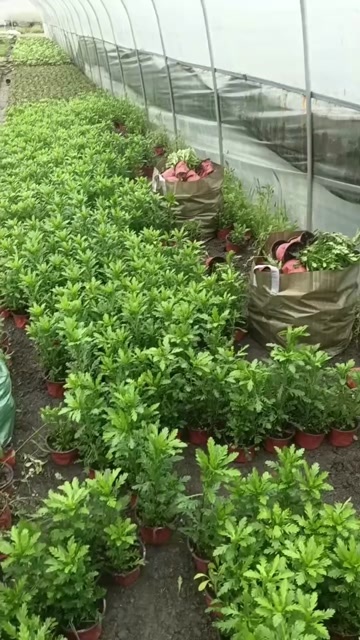 成都木春菊高度30冠幅30