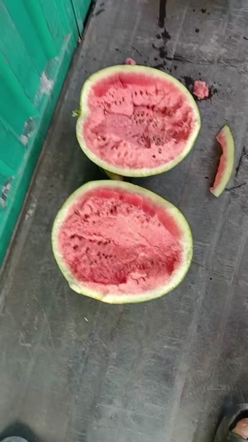 勐腊县云南精品甜王  甜王 美都 麒麟 大量有货