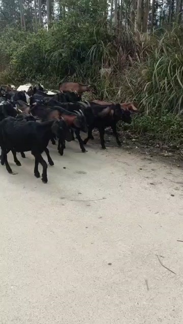 忻城县广西山羊