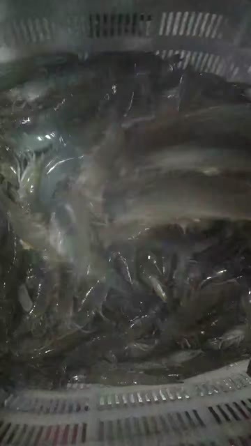 东营批发各种水产，蛤蜊，南美白对虾等