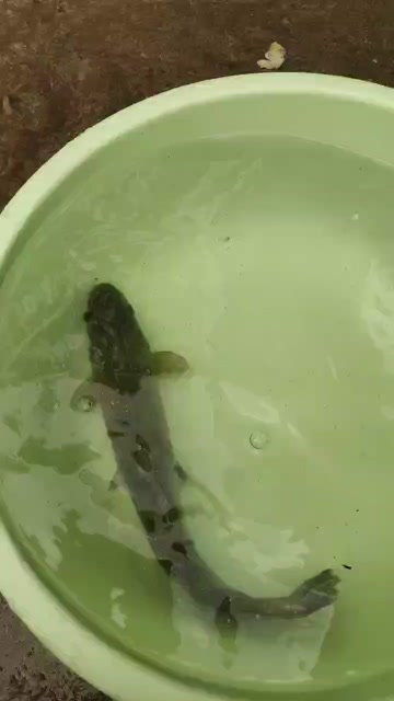 丁桂魚