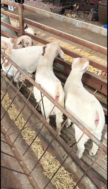 波尔山羊,公羔羊苗,