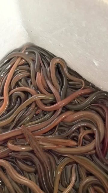 纯黄鳝，营养价值高肉质鲜美