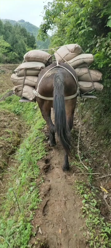 吉首市千斤王 、托运铁塔大骡，5岁