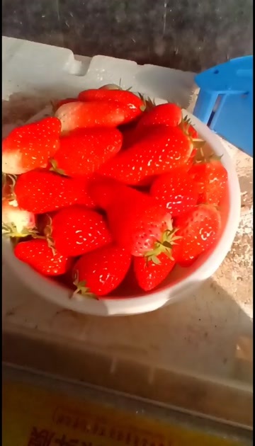 济南甜宝草莓奶油草莓   社区团购  生鲜水果实力合作稳定好货