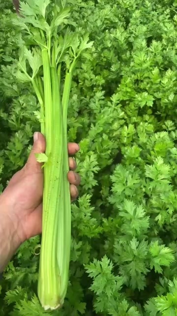 皇后芹菜大量有货，产地直发