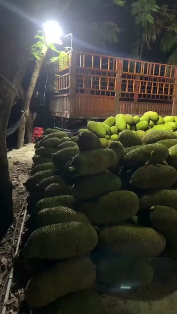 保亭县海南干包菠萝蜜，批发全国可售