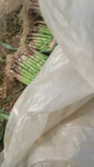 山东潍坊新鲜红根蒜苗 品质优 足斤足两