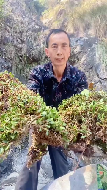 寿宁县红宝石，石豆兰，户外采集