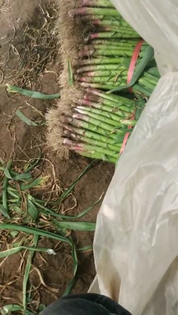 山东潍坊新鲜红根蒜苗 批发优质蒜苗 源头直供