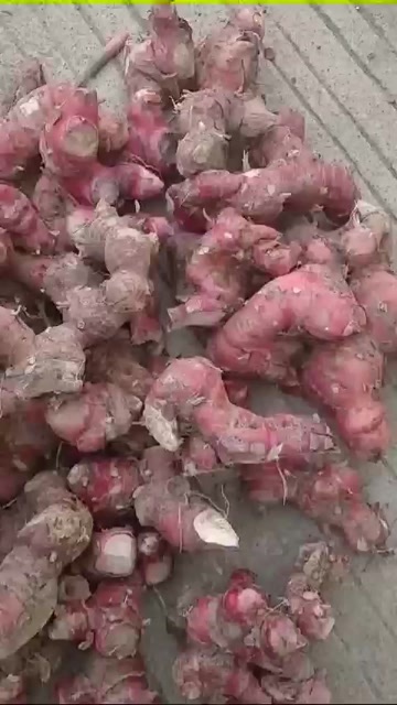 南姜