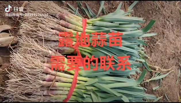 邳州市红根蒜苗