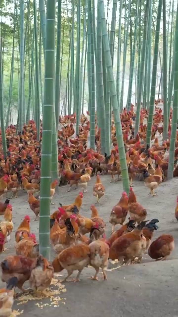 杭州天目养殖基地散养竹林鸡青脚麻鸡母鸡均重5斤