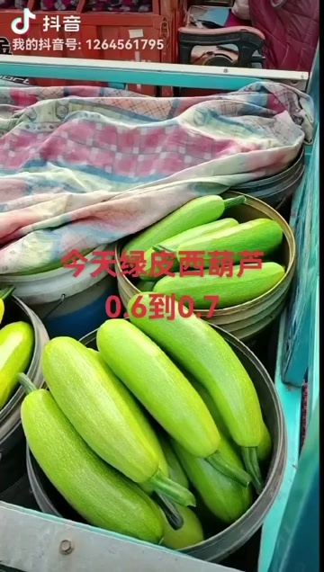 聊城西葫芦