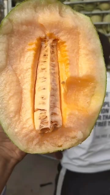 乐东县海南乐东新鲜网纹瓜 品质哈密瓜 当日发货
