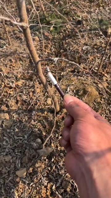 赞皇县优质酸枣苗