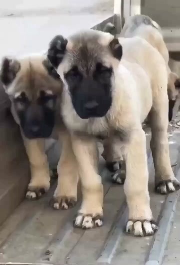 嘉祥县土耳其坎高幼犬，疫苗齐全，只赚狗粮钱，价格美丽，相中私，等回