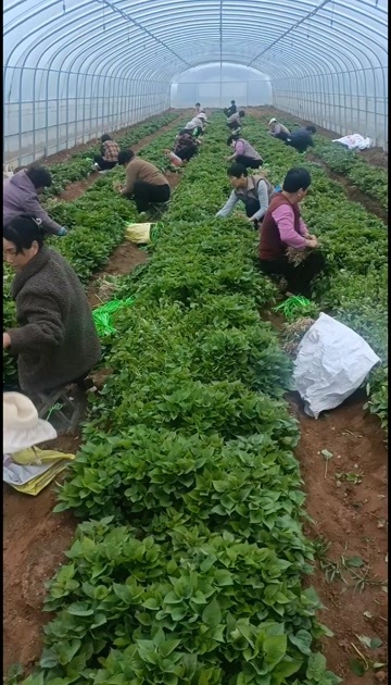 泗水县济薯25红薯苗  烟薯25+济薯26西瓜红
