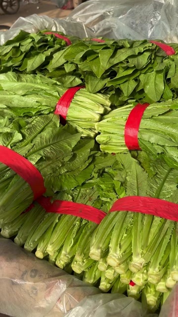 邯郸精品油麦菜