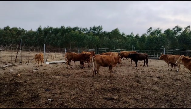 遂溪县牛