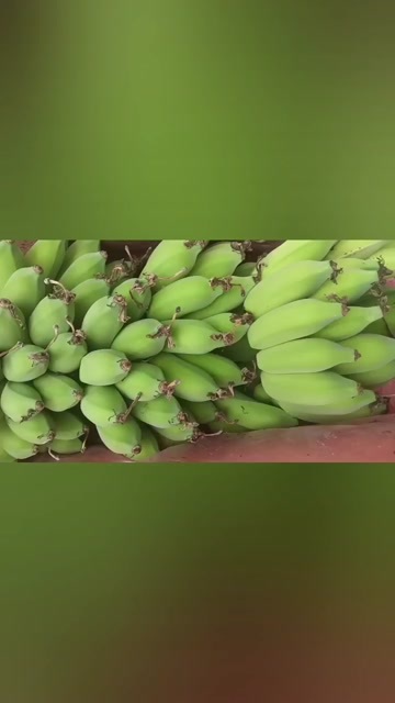 乐东县芭蕉
